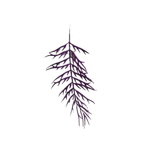 RAMITA DEC. 16 MORADO