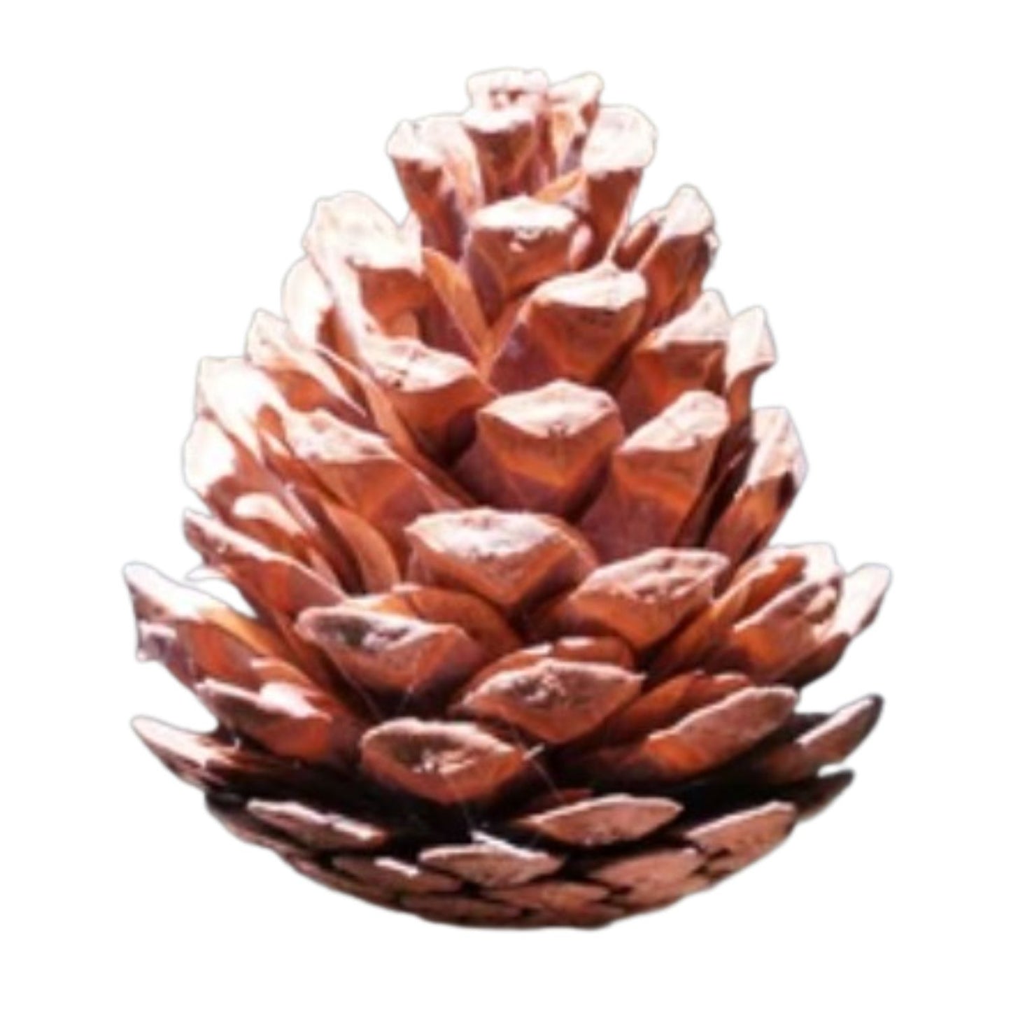 NAV. ACORN ORNAMENT 13CM 6PCS