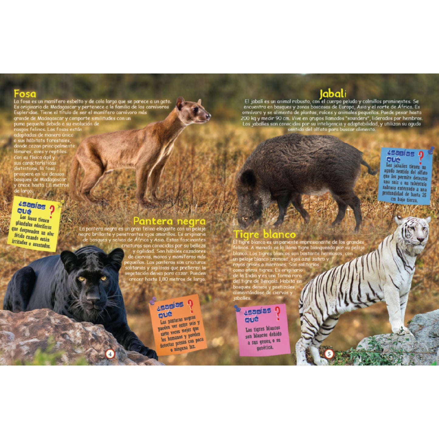 BOOK LEARN INCREDIBLE KNOWLEDGE S