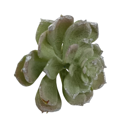 NAV. FLOR VERDE PLATEADO